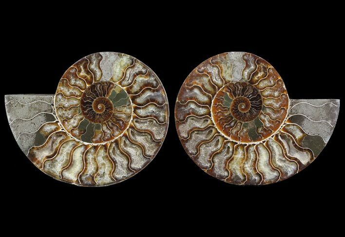 Cut & Polished Ammonite Fossil - Agatized #64932